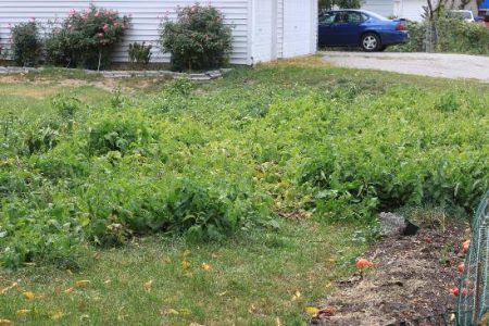 How a Tomato Harvest Became an Outreach Image